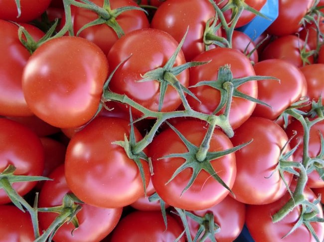 طماطم منخفضة النمو لا تتطلب معسرًا للبيوت البلاستيكية
