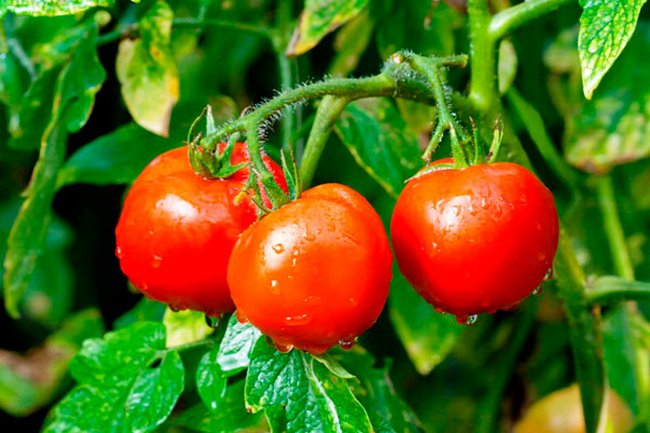 Low-growing tomatoes that do not require pinching for greenhouses