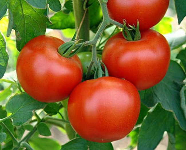 Nízko rostoucí rajčata, která u skleníků nevyžadují štípání
