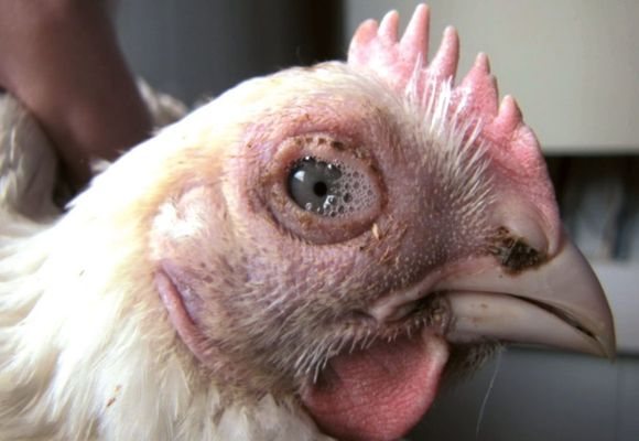 Gncastle sjukdom hos kyckling