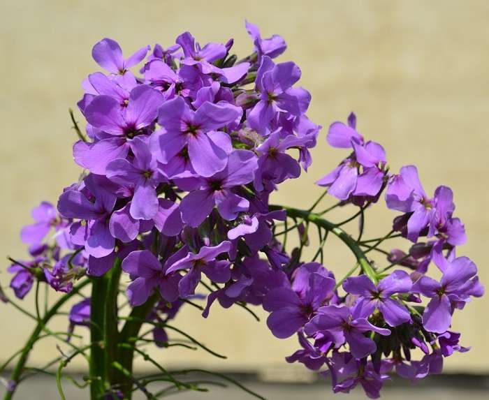 Night violet - penerangan terperinci mengenai tanaman, arahan untuk tumbuh dengan foto