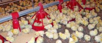 kycklingmatningshastigheter