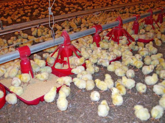 taux d'alimentation des poulets de chair