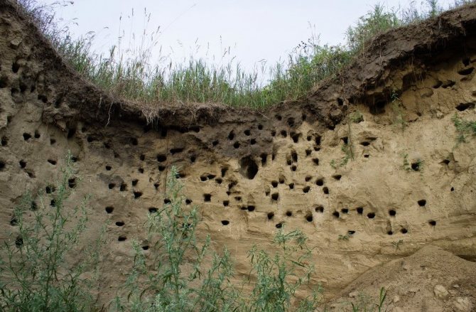 Ground bee burrows