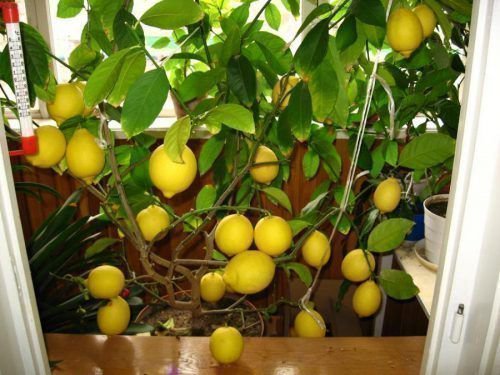 Novogruzinsky lemon