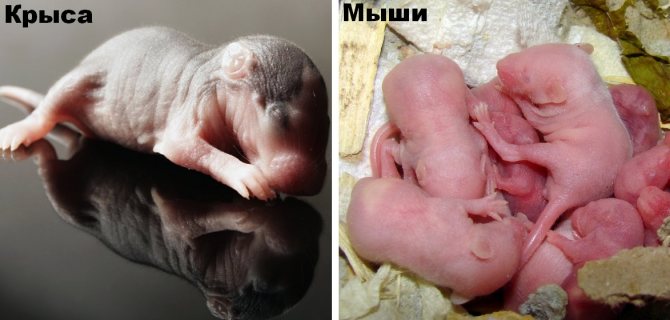 Nyfödda gnagare