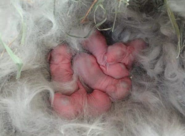 Nyfödda kaniner
