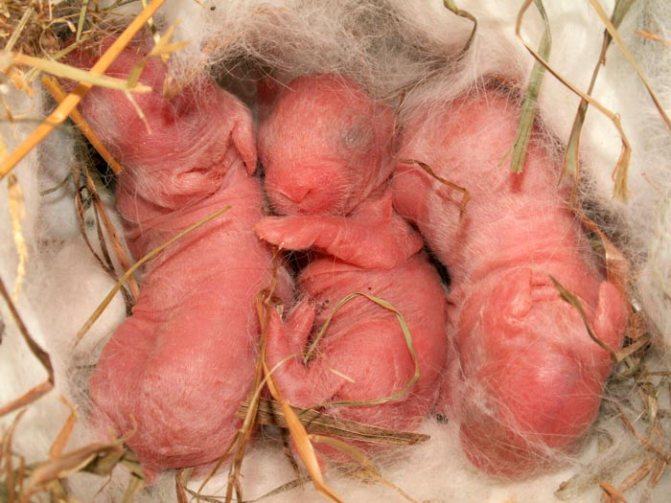 nyfödda kaniner