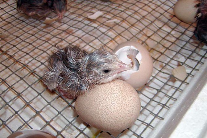 Nyfödd kyckling