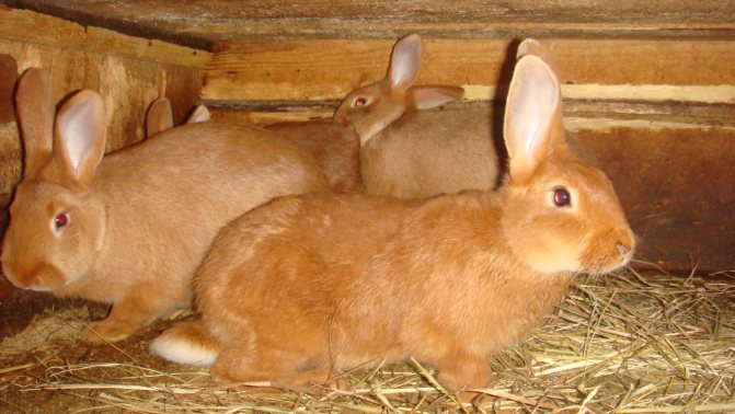 Новозеландски зайци