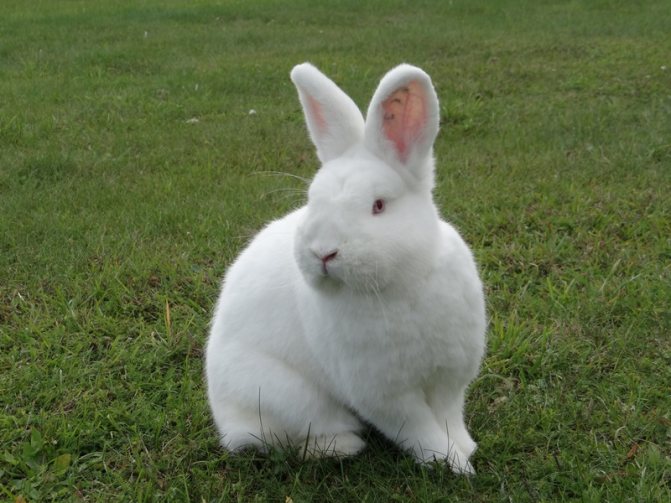 New Zealand rabbit white