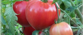 'Нов сорт, който успя да покори сърцата на летните жители - доматът "Голяма мама