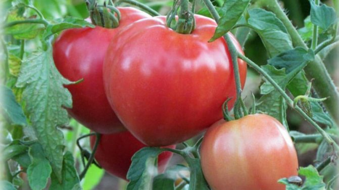 Varieti baru yang berjaya menawan hati penduduk musim panas - tomato