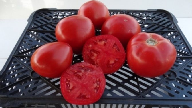 '' En ny sort som lyckades erövra sommarboendes hjärtan - tomat