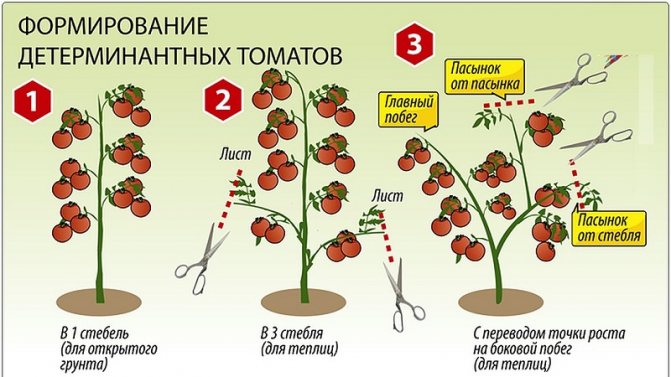 '' A new variety that managed to conquer the hearts of summer residents - tomato