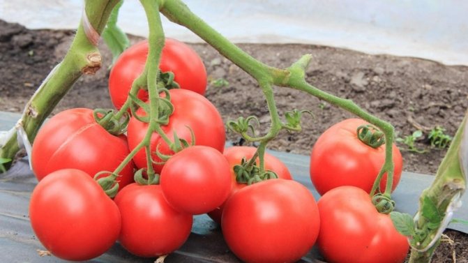 Varieti baru yang berjaya menawan hati penduduk musim panas - tomato