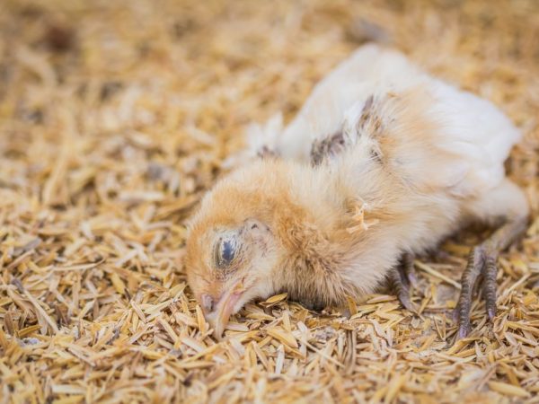 Je nutné častěji čistit stelivo a nespotřebované krmivo od kuřat, protože se může stát zdrojem choroboplodných zárodků a virů