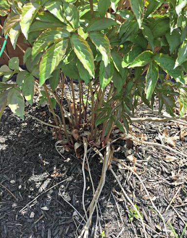 do you need to prune peonies after flowering