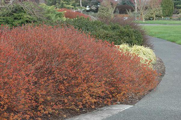 do i need to cut spirea in autumn