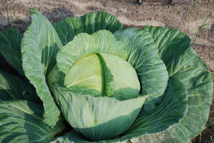 whether it is necessary to pick off the lower leaves of the cabbage