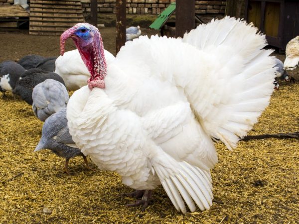 It is necessary to have an idea about poultry diseases