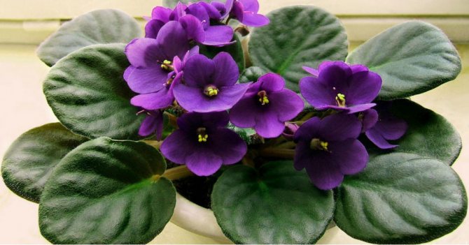 About violets