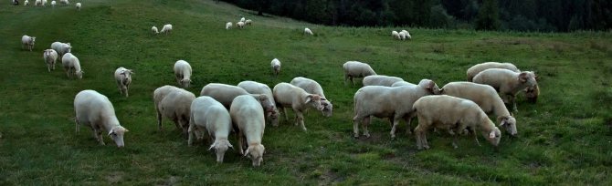Mengenai pembiakan domba: di rumah untuk pemula, cara membiakkan daging