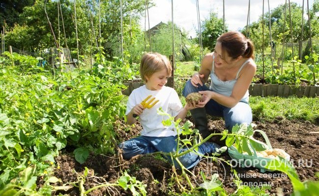 يجب إخبار الأطفال بالخصائص السامة للنبات وتحذيرهم من مخاطر ملامسة هذه الحشائش.
