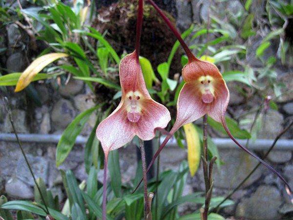 Орхидея маймуна или орхидея Дракула