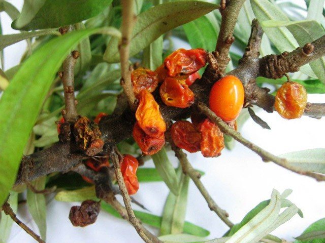 Sea buckthorn: planting and caring for a not capricious beauty