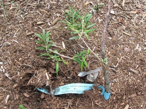 Havtorn planteras bäst på våren, då har växten tid att växa sig starkare innan det börjar kallt väder