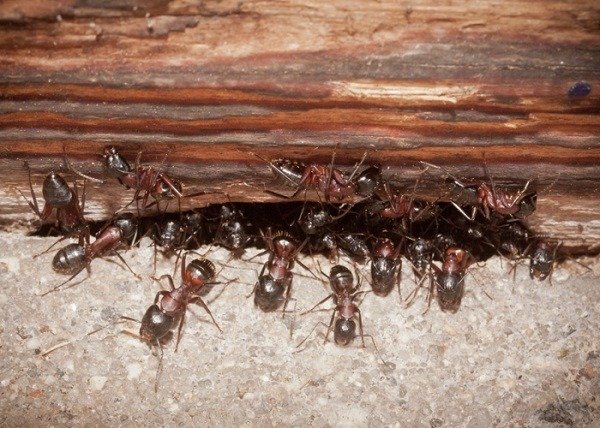 Finding an ant colony's nest is sometimes very difficult.