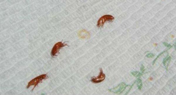Detect a bed flea