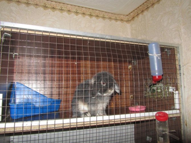 Equipped cage for a decorative rabbit