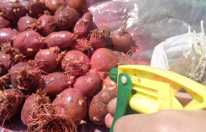 تجهيز البطاطس قبل الزراعة
