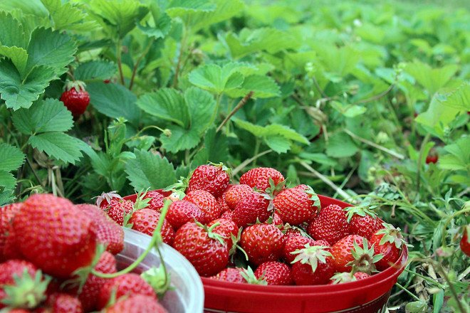Bearbetar jordgubbar på hösten för sjukdomar