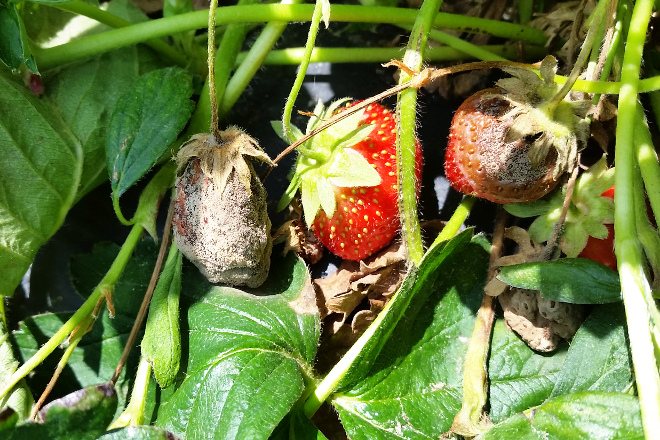 Strawberry rot processing