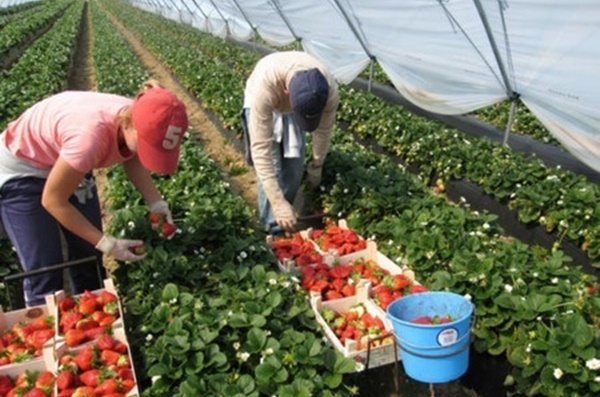 Преработка на ягоди след прибиране на реколтата