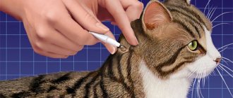 Tratamentul unei pisici din purici