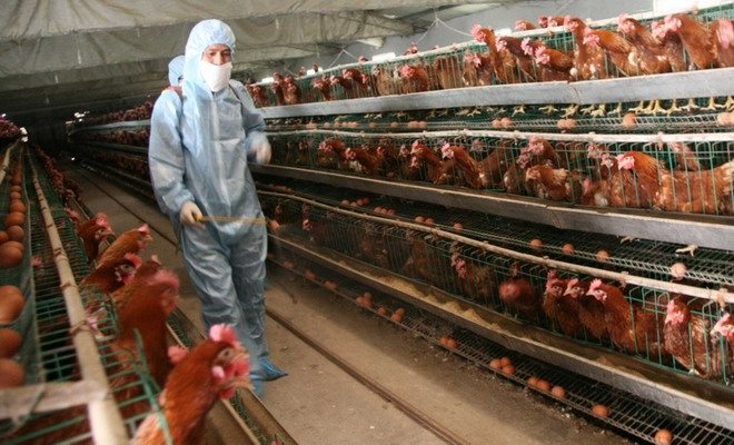 Chicken coop processing
