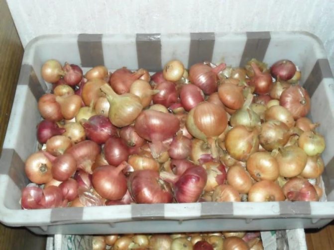 Processing onion sets before planting in April 2019