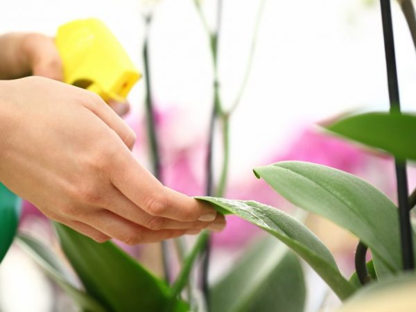 Tratamentul orhideelor ​​de la cocoș