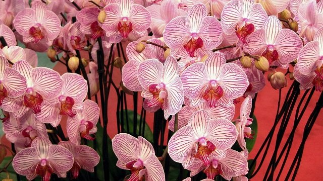 Обработка на орхидеи