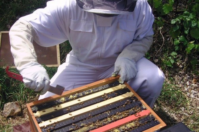 Обработка на пчелна рамка