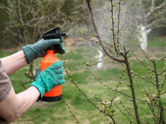 Léčba zahrady močovinou na jaře před škůdci a chorobami
