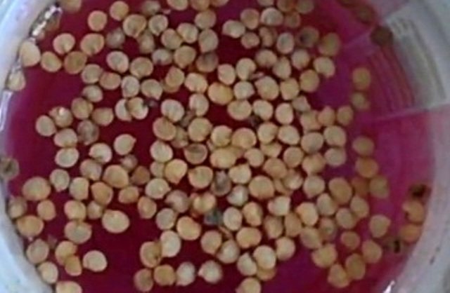 Zpracování pepřových semen manganistanem draselným