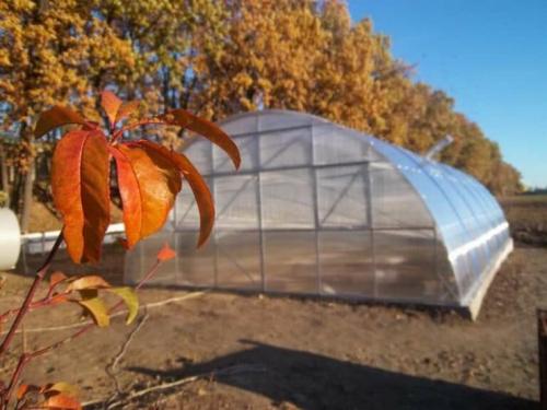 Greenhouse treatment after aphids. What should have been done in the greenhouse in the fall?