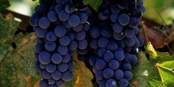 Обработка на грозде през есента от вредители и болести как да се обработва и как се развъжда