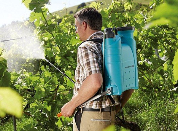 Grape processing in spring: when and how to spray against diseases and pests