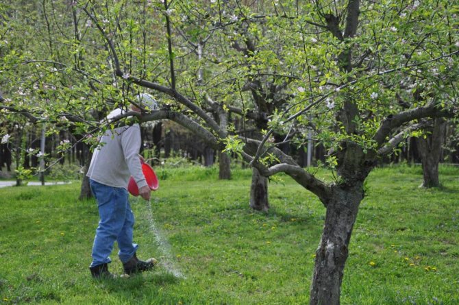 معالجة شجرة التفاح